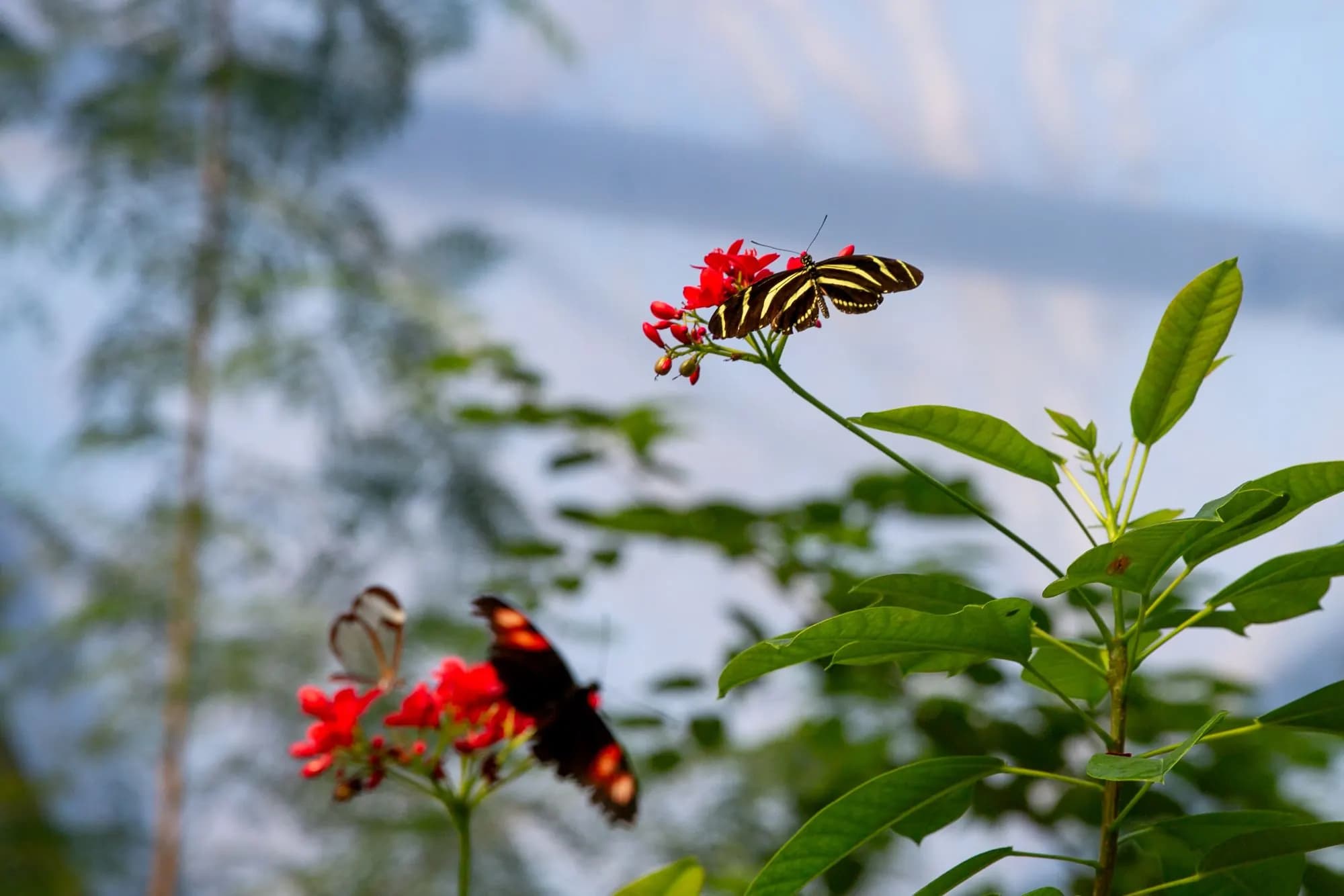Schmetterlinge auf roten Blüten in einem Schmetterlingsgarten