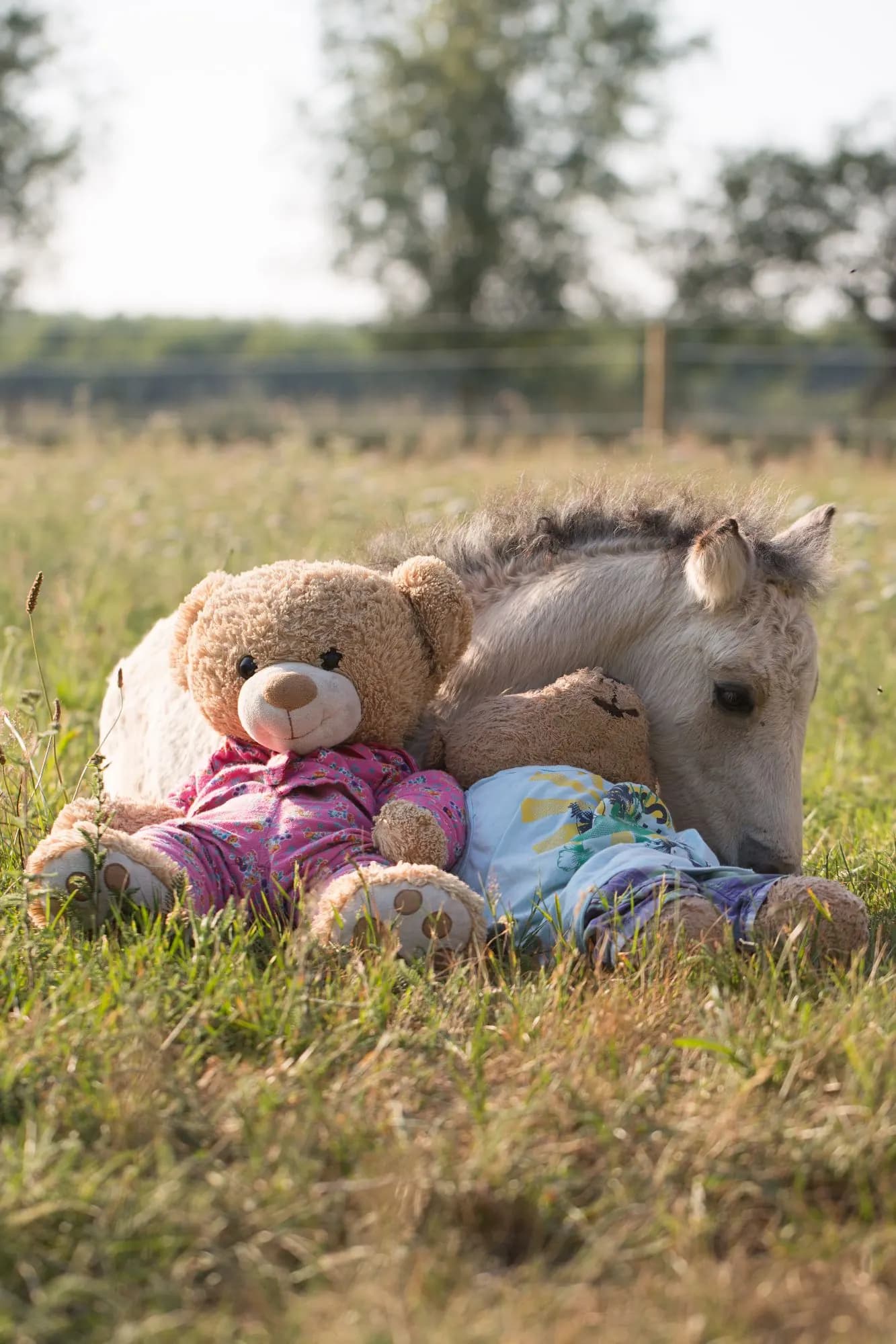 Fohlen auf der Weide, den Kopf an zwei Teddybären im Schlafanzug gelehnt