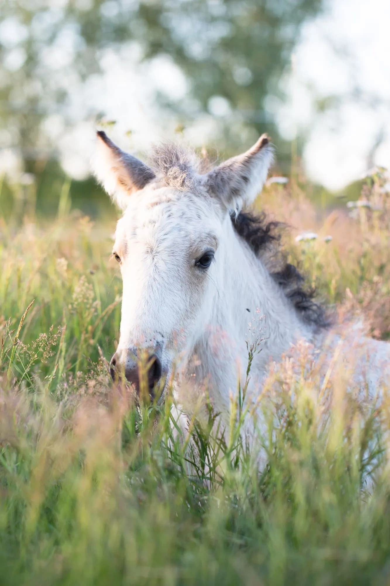 Weißes Fohlen, das im hohen Gras liegt