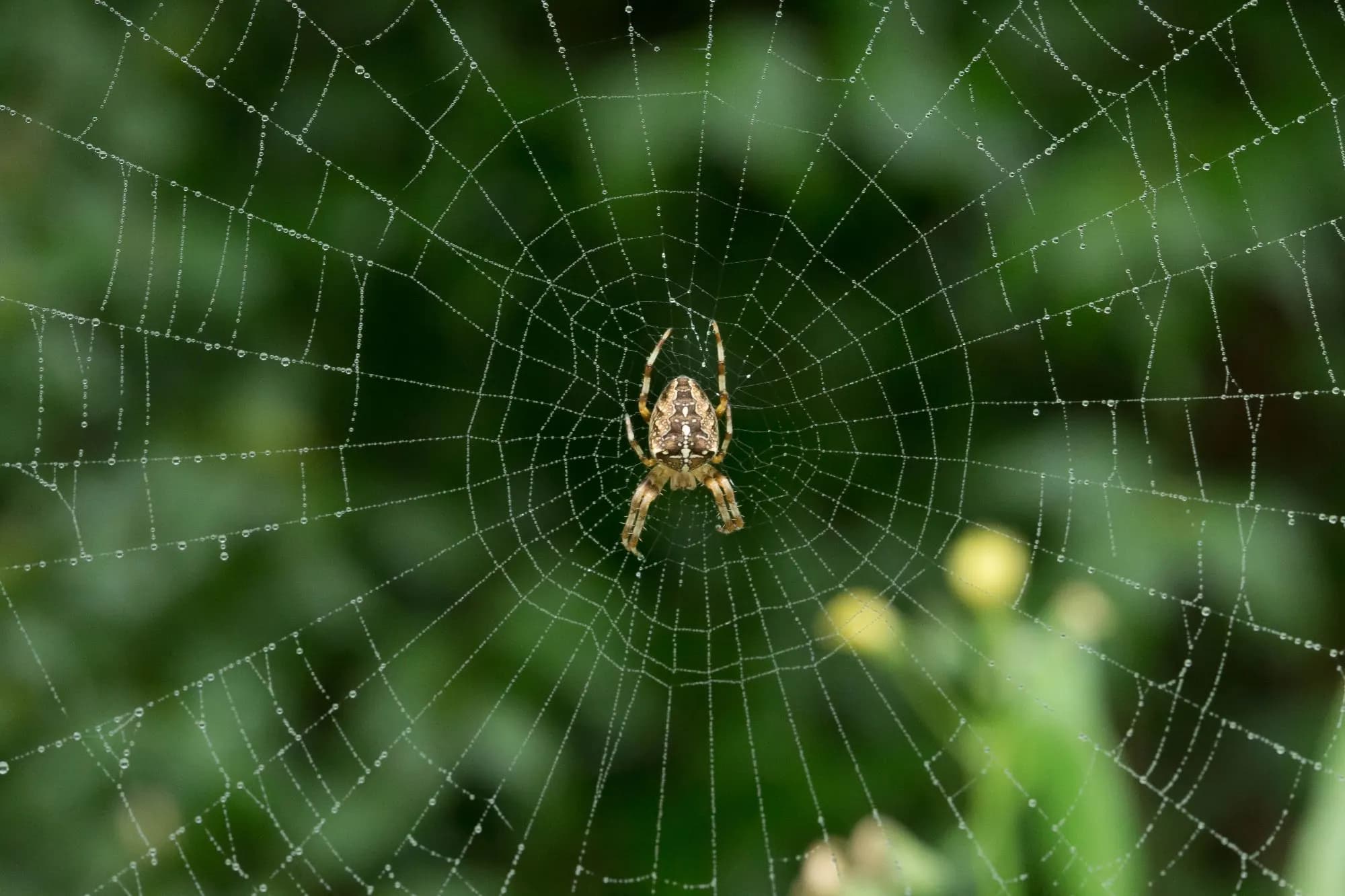 Kreuzspinne in einem Netz voller Tautropfen